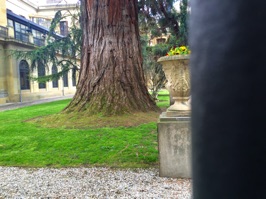 It's hard to tell from this photo but this tree near the palace was absolutely huge.  Our tour of Pamplona completed, it was now time to head to Bielsa for the night.