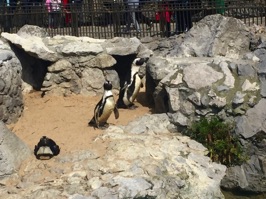 We visited Magdalena Park and encountered penguins.