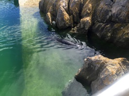 A few sea lions were also swimming at the park.