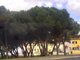 Umbrella pines, a common sight in some areas of Portugal.