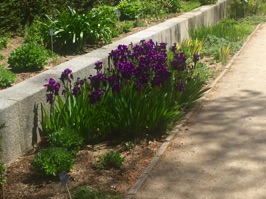 Irises were in bloom along with lots of tulips.