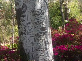 It seems like there's graffiti all over the world including on a few of the garden's trees.